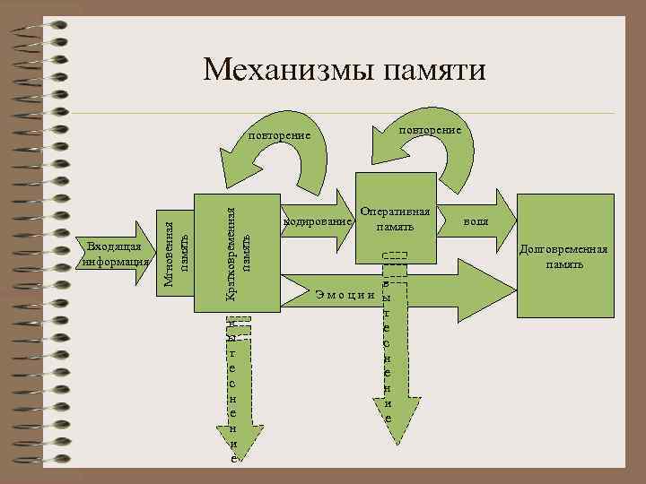 Кратковременная память картинки