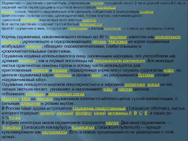 Одуванчик — растение с ветвистым, стержневым корнем толщиной около 2 см и длиной около