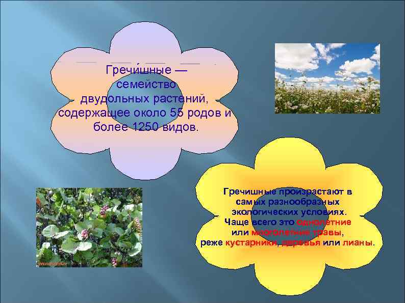 Гречи шные — семейство двудольных растений, содержащее около 55 родов и более 1250 видов.