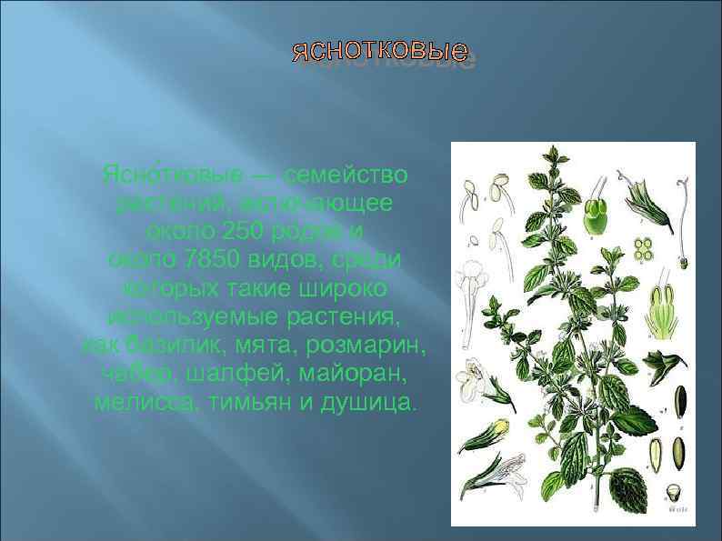 Ясно тковые — семейство растений, включающее около 250 родов и около 7850 видов, среди