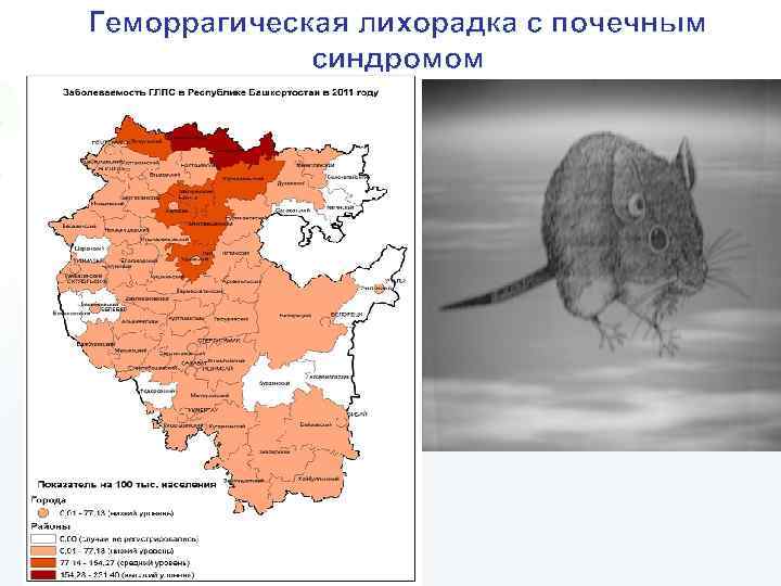 Геморрагическая лихорадка с почечным синдромом 