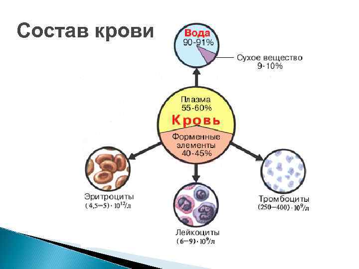 Состав крови 