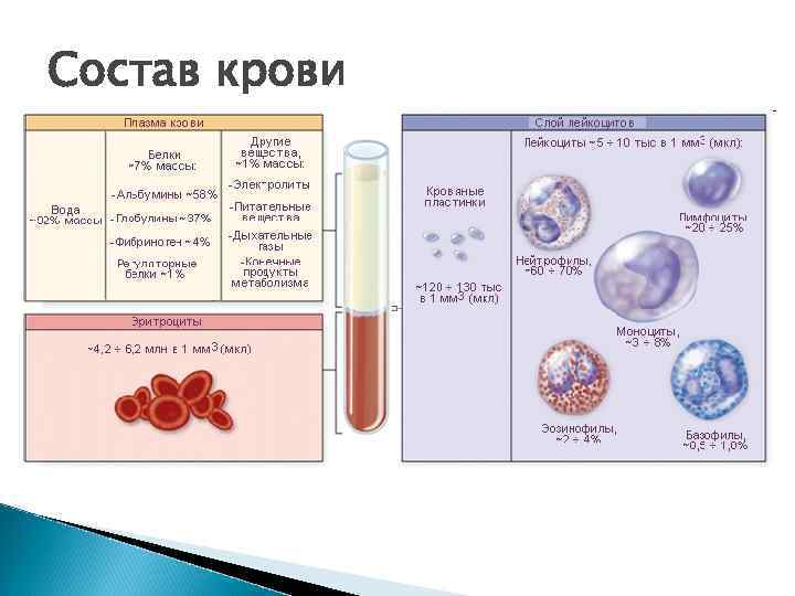 Состав крови 