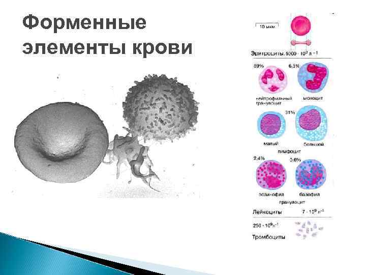 Форменные элементы крови 