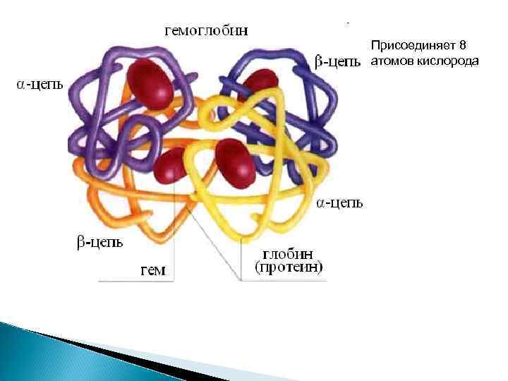 Присоединяет 8 атомов кислорода 