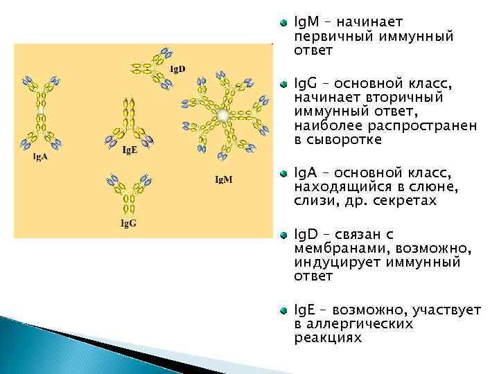 Ig. M – начинает первичный иммунный ответ Ig. G – основной класс, начинает вторичный