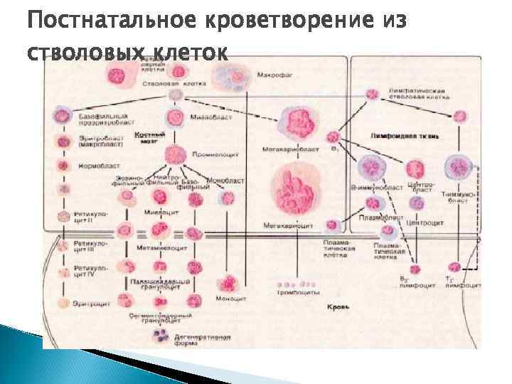 Постнатальное кроветворение из стволовых клеток 