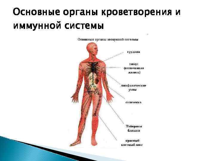 Для общего плана строения кроветворных органов не характерны признаки