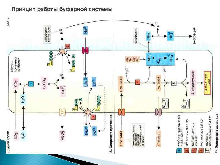 Принцип работы буферной системы 