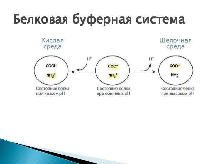 Белковая буферная система физиология презентация