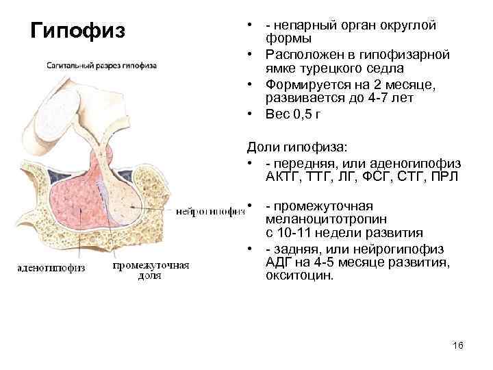 Гипофиз • - непарный орган округлой формы • Расположен в гипофизарной ямке турецкого седла