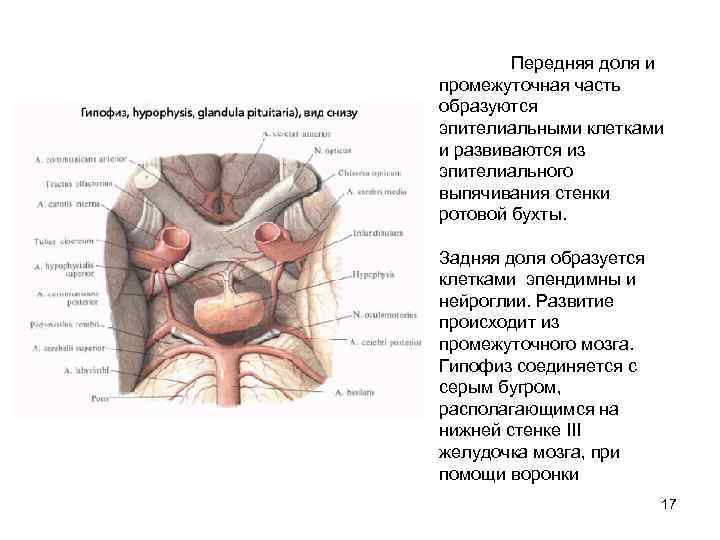 Передняя доля и промежуточная часть образуются эпителиальными клетками и развиваются из эпителиального выпячивания стенки