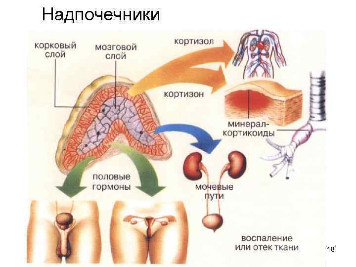 Надпочечники 18 