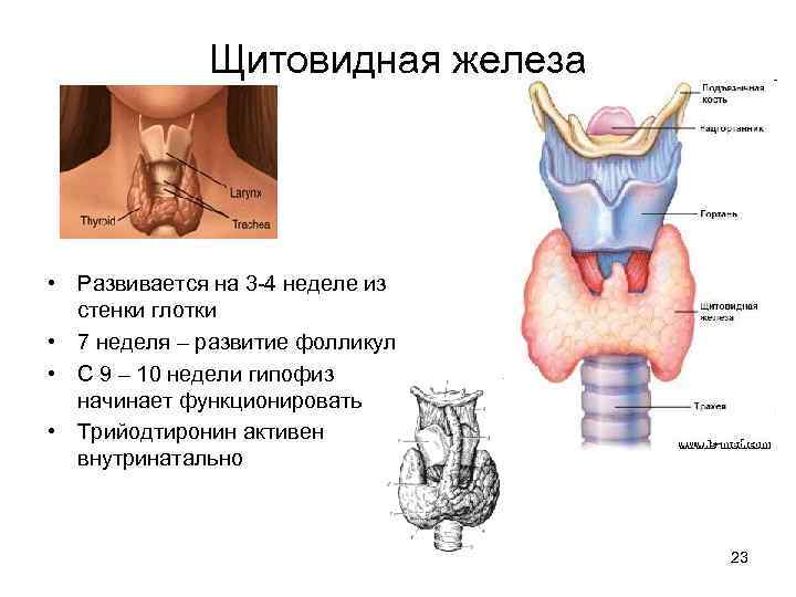 Щитовидная железа • Развивается на 3 -4 неделе из стенки глотки • 7 неделя