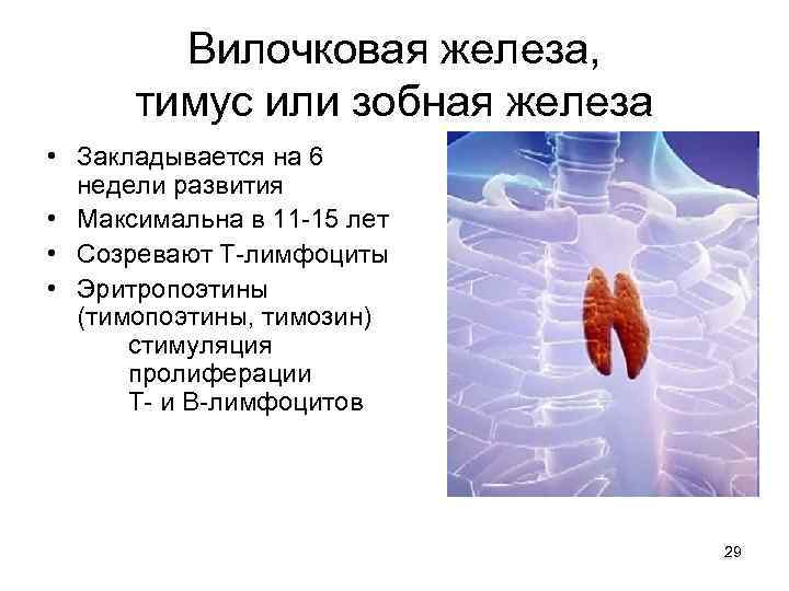 Вилочковая железа, тимус или зобная железа • Закладывается на 6 недели развития • Максимальна