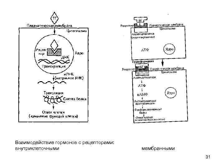 Взаимодействие гормонов с рецепторами: внутриклеточными мембранными 31 