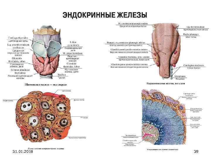 Железы латынь. Эндокринные железы латынь. Анатомия презентация. Эндокринная система на латинском. Эндокринные железы животных.