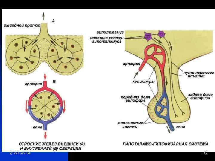 Основные группы желез. Схема строения желез внешней секреции. Схема строения желез внешней секреции и внутренней секреции. Железы внешней секреции (эндокринные железы. Железы внутренней секреции и внешней секреции и смешанной секреции.