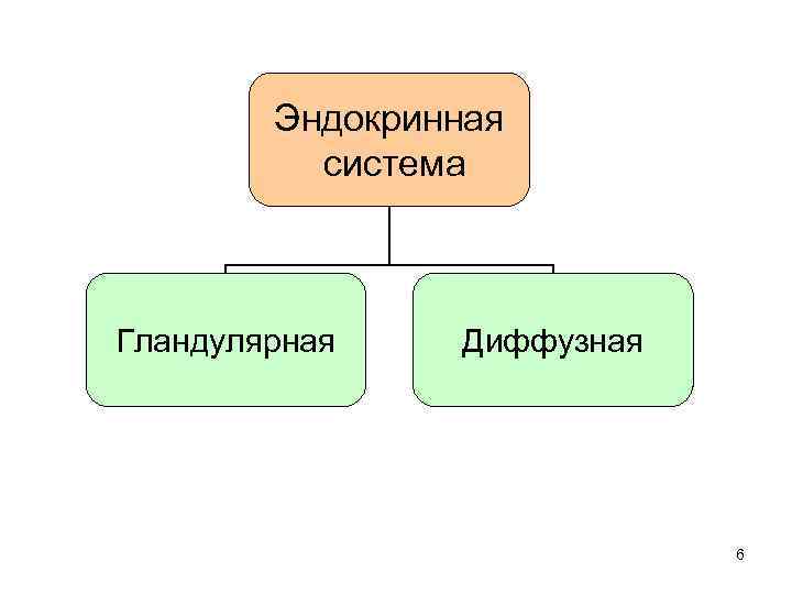 Эндокринная система Гландулярная Диффузная 6 