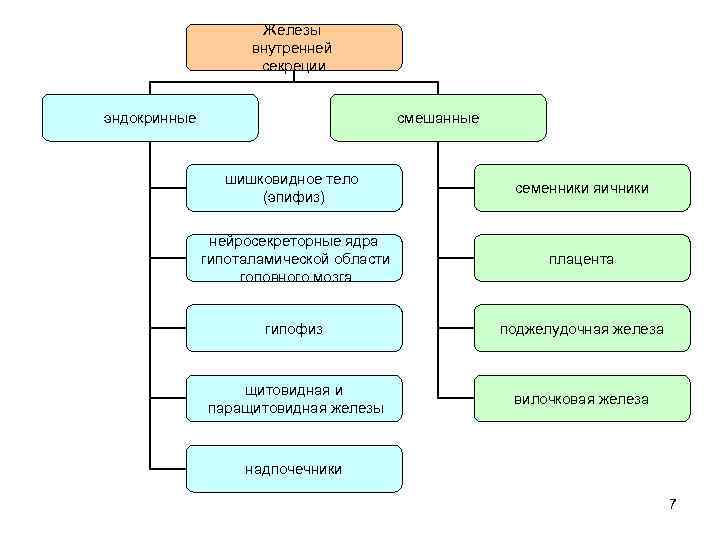 Железы внутренней секреции эндокринные смешанные шишковидное тело (эпифиз) семенники яичники нейросекреторные ядра гипоталамической области