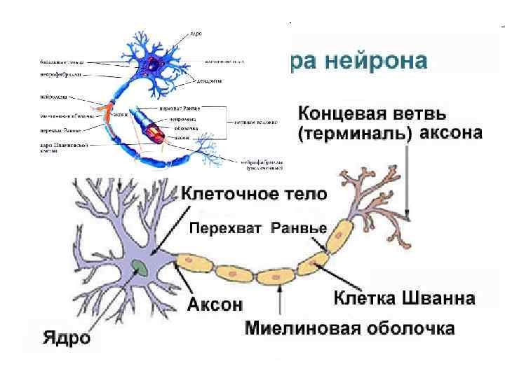 Деление нервных клеток. Нервная система анатомия лекция. Нервная система Анатомическое строение и функциональное деление.