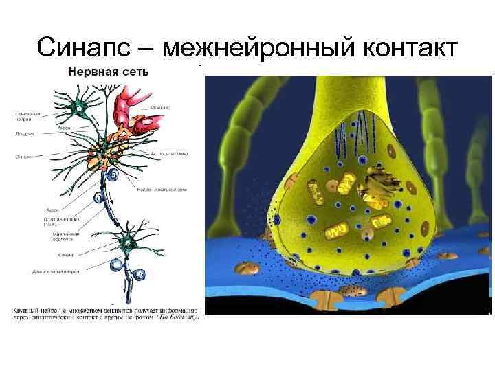 Установите соответствие виды синапсов межнейронные