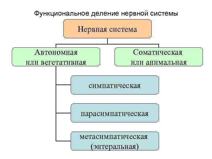 Составь верную схему функционального деления нервной системы человека укажи какими цифрами