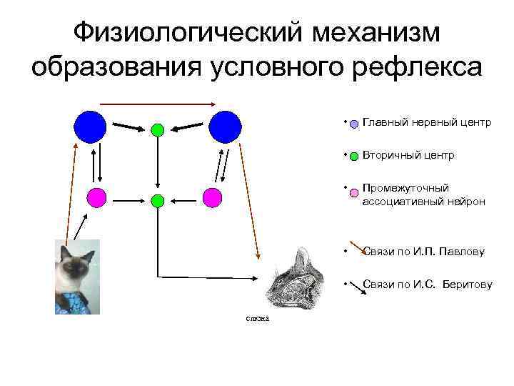 Физиологический механизм образования условного рефлекса • • Вторичный центр • Промежуточный ассоциативный нейрон •
