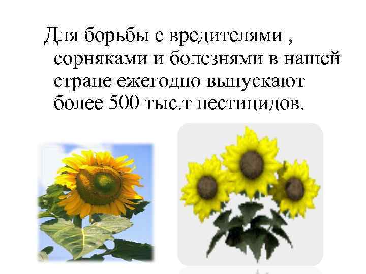 Для борьбы с вредителями , сорняками и болезнями в нашей стране ежегодно выпускают более