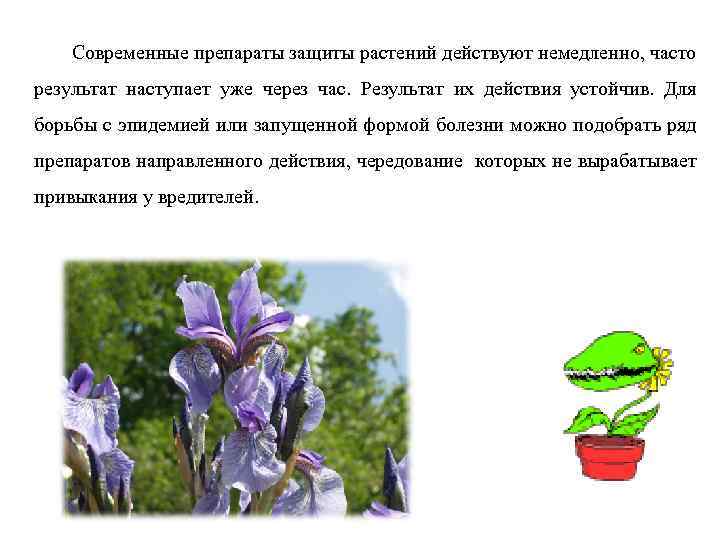 Современные препараты защиты растений действуют немедленно, часто результат наступает уже через час. Результат их