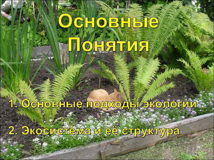 Основные Понятия 1. Основные подходы экологии 2. Экосистема и её структура 