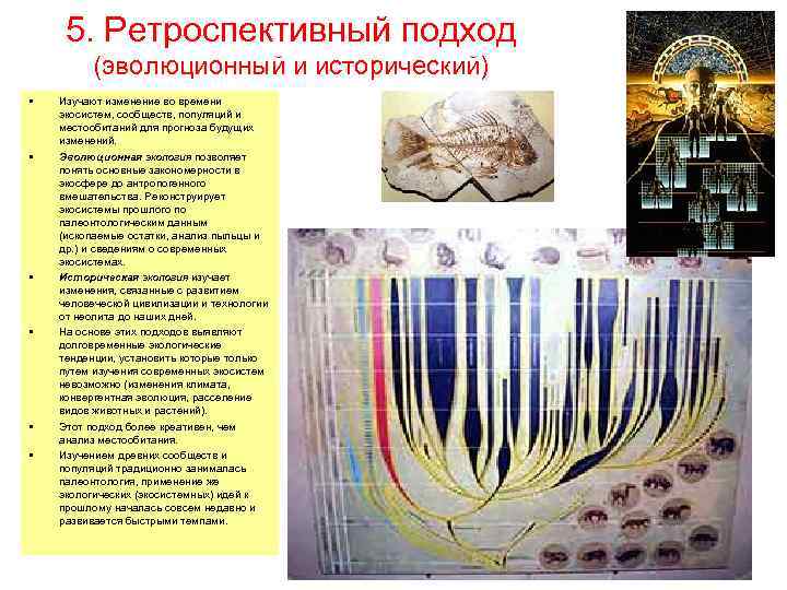 5. Ретроспективный подход (эволюционный и исторический) • • • Изучают изменение во времени экосистем,