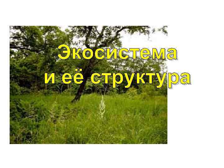 Экосистема и её структура 