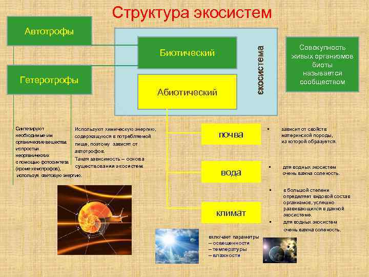 Окружающее структура. Экосистемы и их структура. Структура экосистемы таблица. Структура экосистемы кратко. Экосистема биотическая структура экосистем.