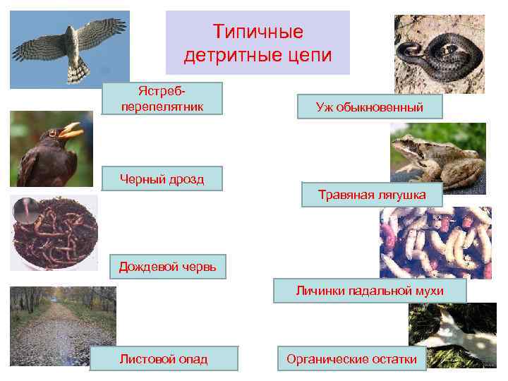 Типичные детритные цепи Ястребперепелятник Уж обыкновенный Черный дрозд Травяная лягушка Дождевой червь Личинки падальной