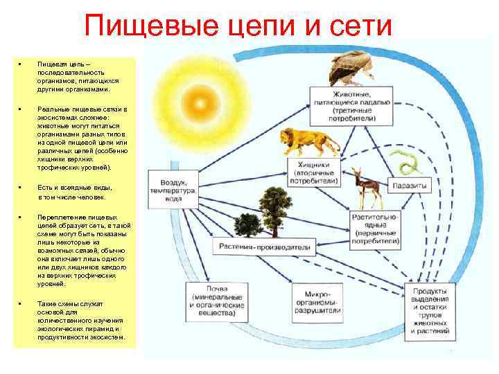 Пищевые цепи и сети • Пищевая цепь – последовательность организмов, питающихся другими организмами. •