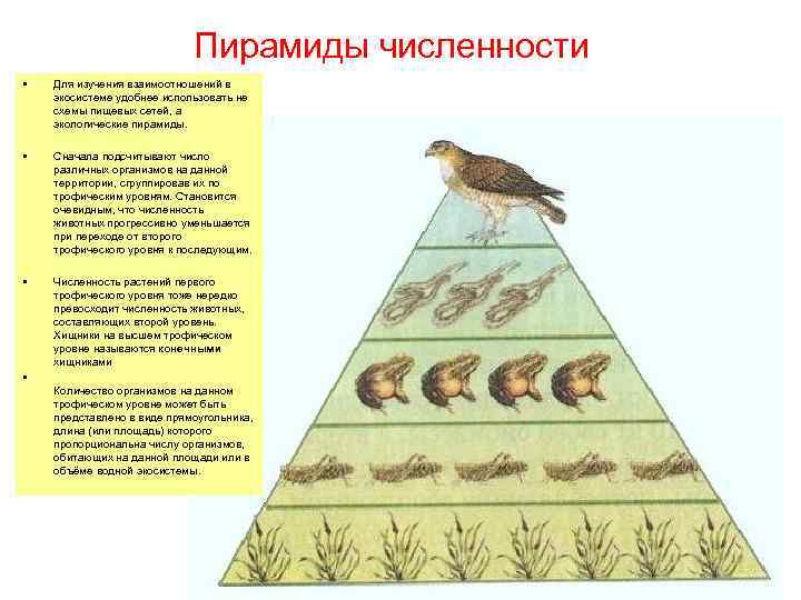Постройте пирамиду чисел пищевой цепи. Экологическая пирамида это в биологии 11 класс. Трофический уровень экологической пирамиды. Экологическая пирамида 9 класс биология.