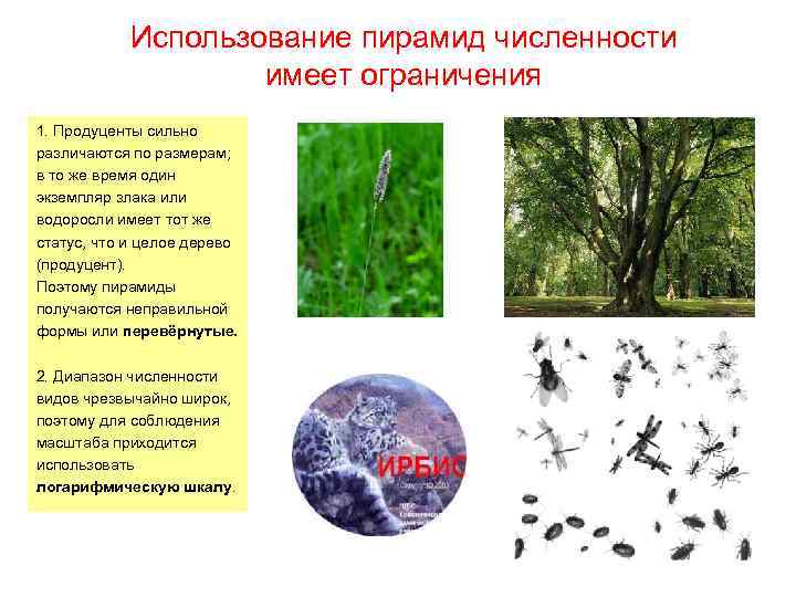 Использование пирамид численности имеет ограничения 1. Продуценты сильно различаются по размерам; в то же