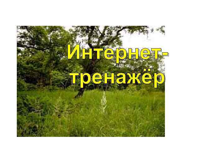 Интернеттренажёр 