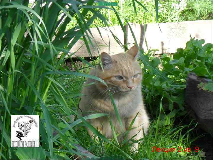 Экология Лекция 2 из 9 