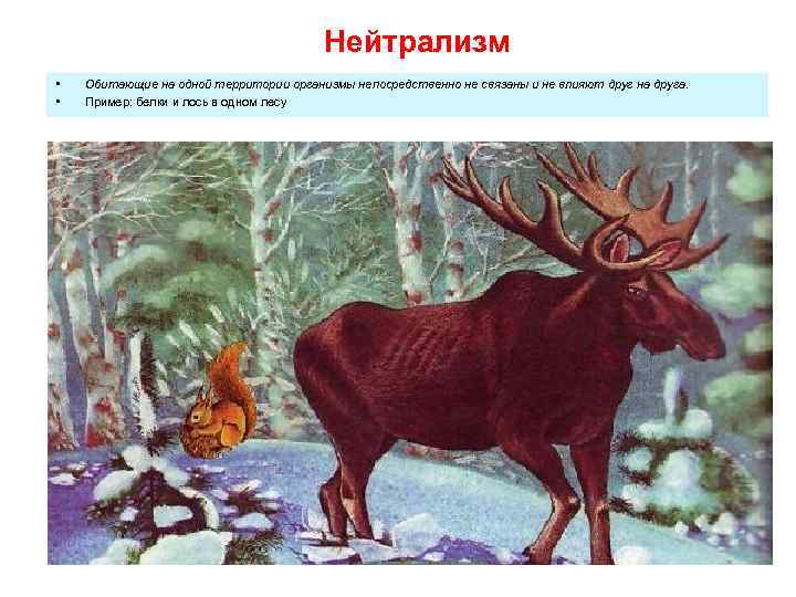 Нейтрализм • • Обитающие на одной территории организмы непосредственно не связаны и не влияют