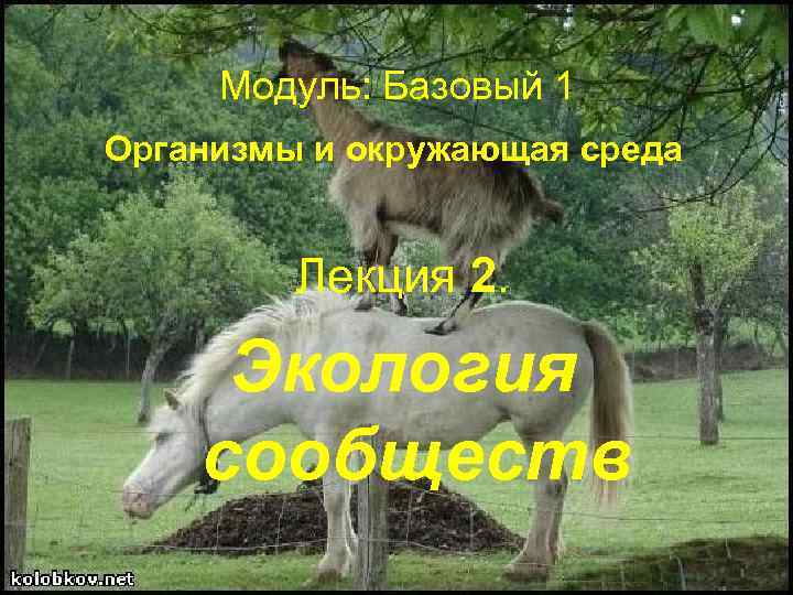 Модуль: Базовый 1 Организмы и окружающая среда Лекция 2. Экология сообществ 