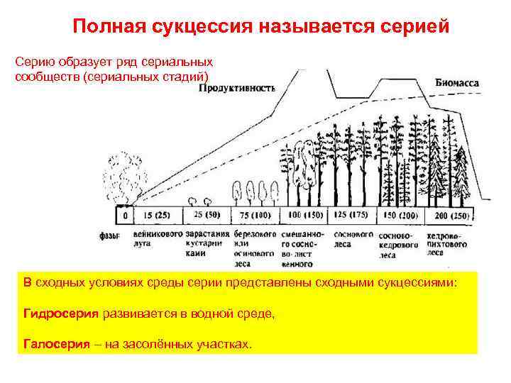 Полная сукцессия называется серией Серию образует ряд сериальных сообществ (сериальных стадий) В сходных условиях