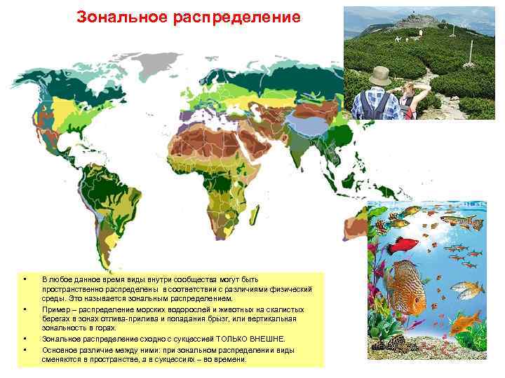 Зональное распределение • • В любое данное время виды внутри сообщества могут быть пространственно