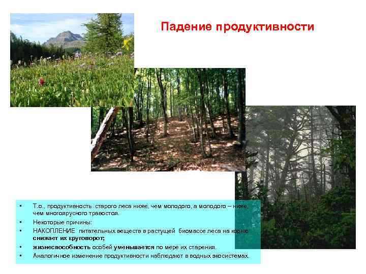 Падение продуктивности • • • Т. о. , продуктивность старого леса ниже, чем молодого,