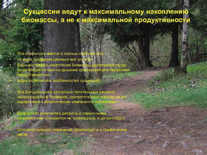 Сукцессии ведут к максимальному накоплению биомассы, а не к максимальной продуктивности • • Это