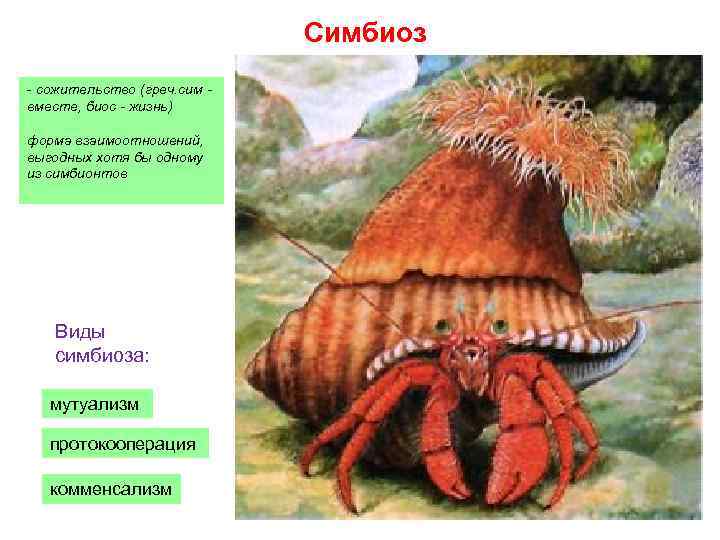 Симбиотические виды. Симбиоз мутуализм протокооперация. Симбиоз примеры. Симбиоз это в биологии. Пример сожительства в биологии.
