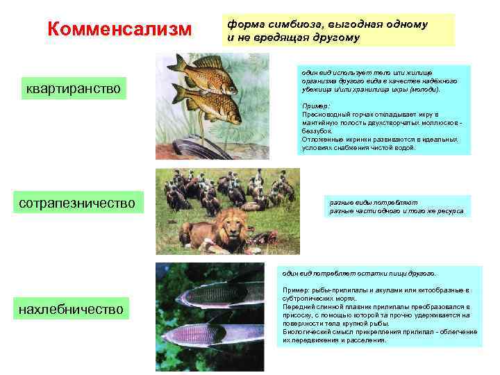 Взаимовыгодные отношения между паразитами. Примеры комменсализма в биологии. Типы отношений между организмами комменсализм. Комменсализм характеристика. Комменсализм Тип взаимоотношений примеры.