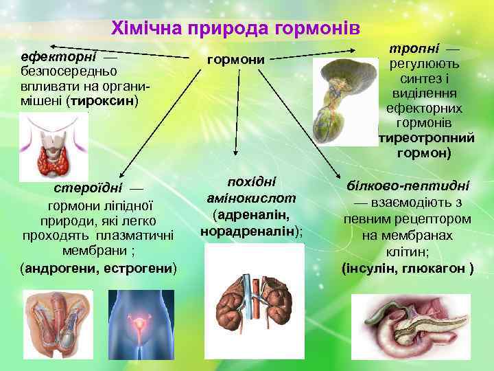 Хімічна природа гормонів ефекторні — безпосередньо впливати на органимішені (тироксин) стероїдні — гормони ліпідної