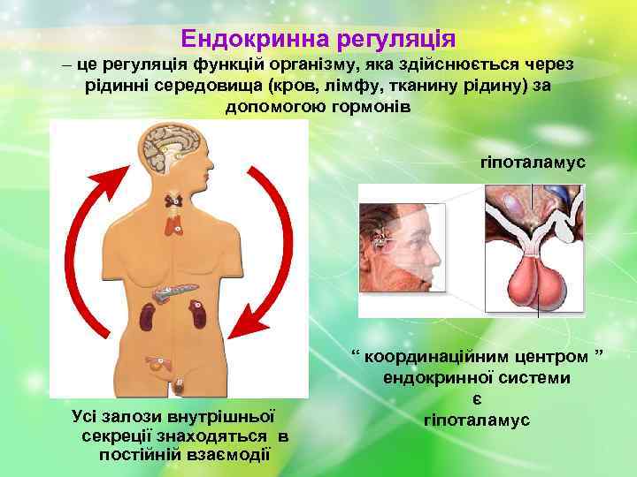 Ендокринна регуляція – це регуляція функцій організму, яка здійснюється через рідинні середовища (кров, лімфу,